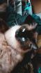 Ragdoll kater